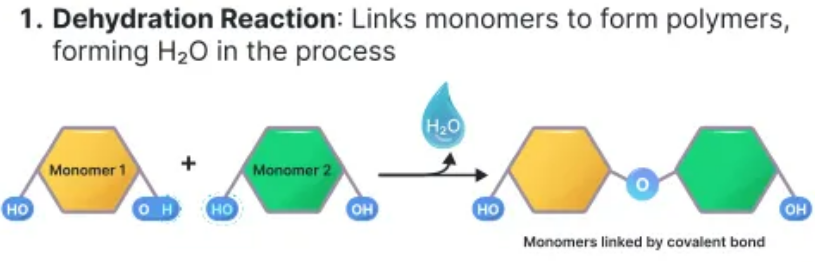 <p>links monomers to form polymers, forming H2O in the process</p>