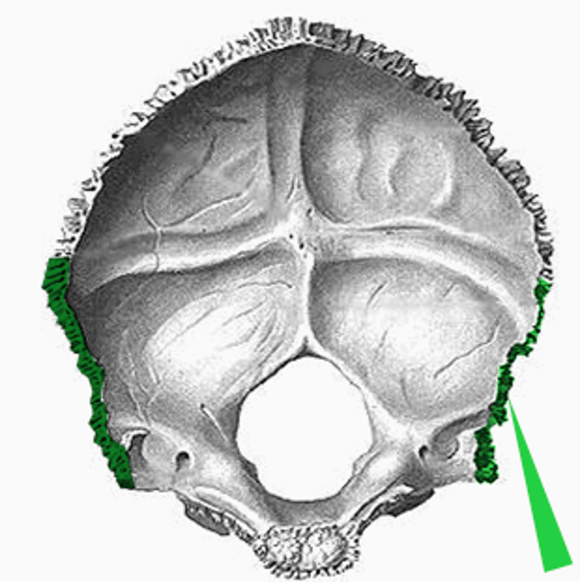 <p>vormen respectievelijk de verbindingen met het os parietale en de pars mastoidea ossis temporalis</p>