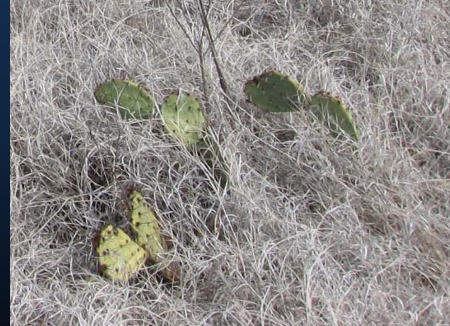 <p>Kill the pads</p><ul><li><p>Spray with Picloram </p></li><li><p>Be sure to cover all pads!</p></li></ul><p>Best Option = Prescribed Fire + Herbicide</p><ul><li><p>Be sure you have ample grass to carry a high intensity fire</p></li><li><p>Follow with Picloram application</p></li></ul><p></p>