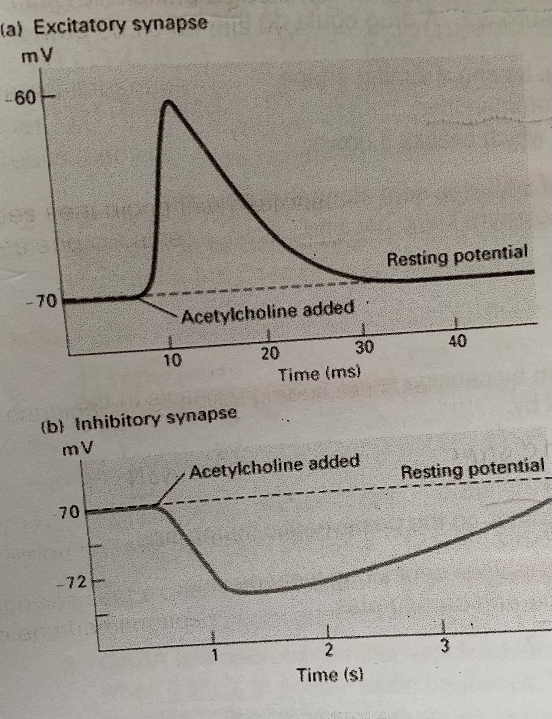 <p>On the postsynaptic membrane of some neurones there are cholride ion channels which can be opened when activated by a certain neurotransmitter. This causes chloride ions to flood into the postsynaptic knob and make it more negative than it normally is at rest (hyperpolarisation). This is turn makes it less likely that the membrane can depolarise and so a new action potential cannot be generated. They are known as <strong>inhibitory synapses</strong></p><ul><li><p>Synapses and neurotransmitters that cause deplarisation of the postsynaptic membrane are called <strong>excitatory</strong>. Many neurones have both inhibitory and excitatory synapses </p></li></ul><p></p>