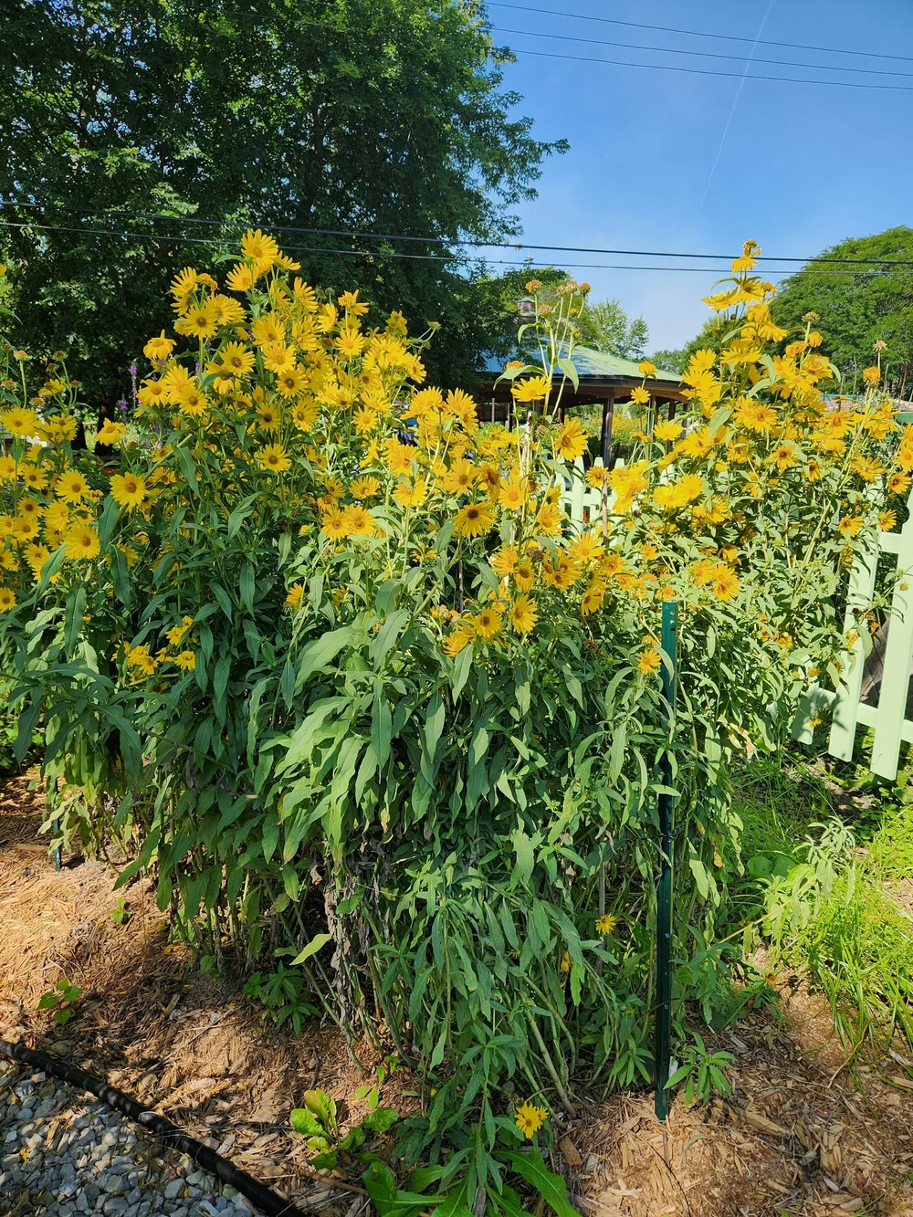 <p>Family: Asteraceae</p><p>Common Name: Maximilian Sunflower</p>