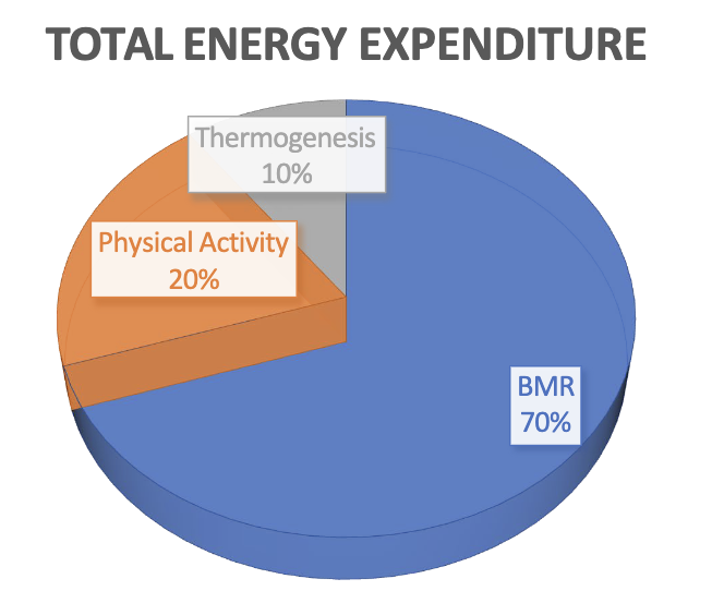 <p>minimal amount of energy required by an endothermic animal each day to maintain homeostasis</p><p>*in the absence of factors that would affect energy expenditure</p>