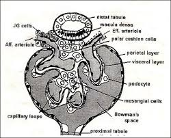 <p>this is the juxtaglomerular apparatus</p>