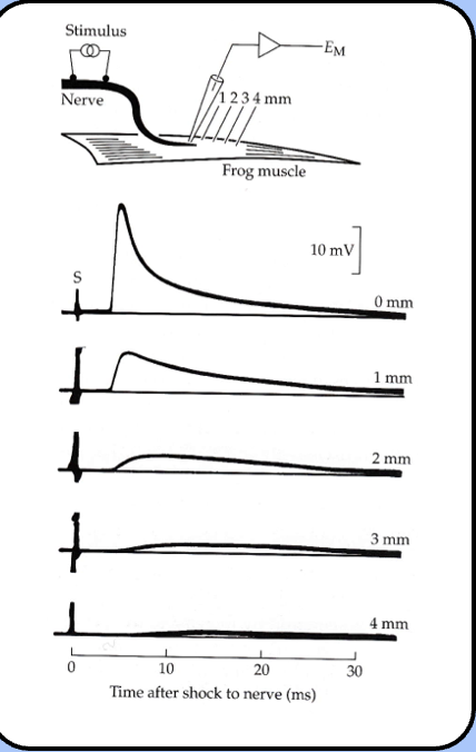 <p><span style="font-family: "Helvetica Light";">&nbsp;- Katz noticed that the EPP decayed according to the membrane time constant of the muscle cell.</span></p><p style="text-align: center;"><span style="font-family: "Helvetica Light";">&nbsp;- he also noticed that the EPP decreases as the microelectrode is moved away from the motor end plate—it also becomes wider like any propagated signal experiencing electrical filtering.</span></p>