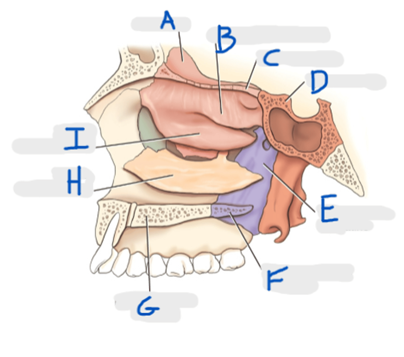 <p>C</p>