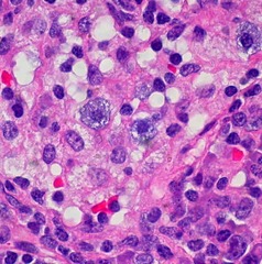 <p>This is the smallest unit of life and is the basic building block of all living things.</p>