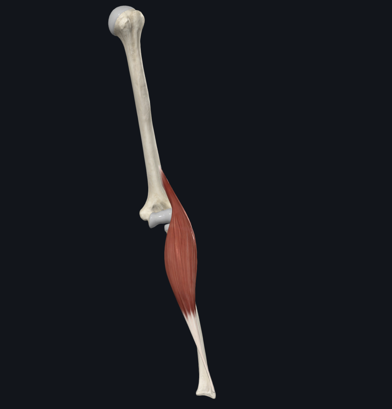 <p>Brachioradialis </p>