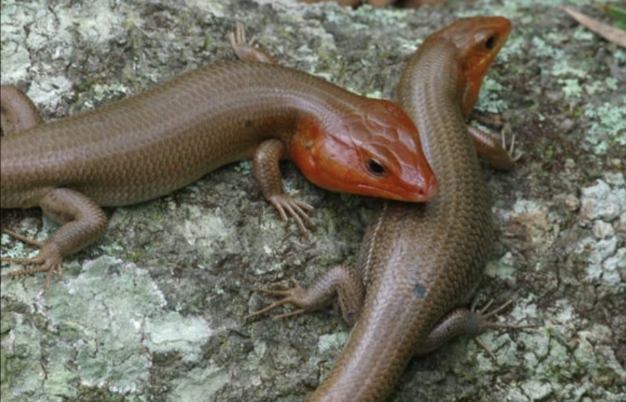 <p>Common Name: Broad-headed Skink</p><p>Family: Scincidae</p><p>ID: overlapping, smooth scales; stripes fade with age; enlarged scales in middle row of tail; males have large jaws; usually 5 labial scales</p><p>Statewide Distribution</p><p>Eat invertebrates, other skinks, and some small vertebrates</p>