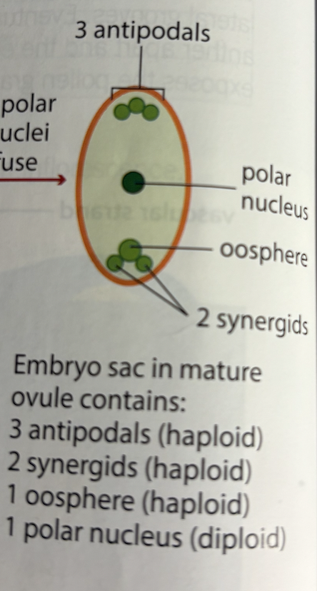 <p>Single megaspore (n) → <strong>Mitosis x3 </strong>→ 8 haploid nuclei</p><p></p><p>Bottom- 1 egg 2 synergids (n)</p><p>Top - 3 antipodal cell</p><p>Center - 2 polar nuclei → fuse (2n)</p>