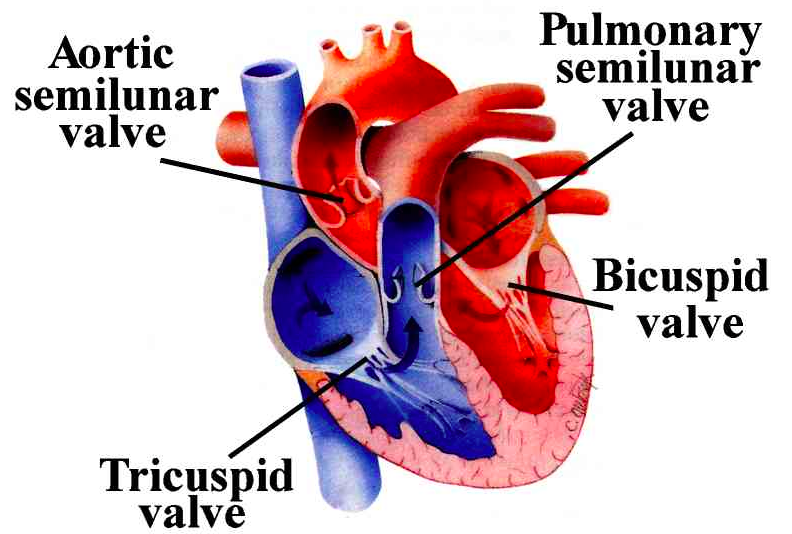 <p>oxygenated blood is pumped from the left ventricle to the aorta through this valve</p>