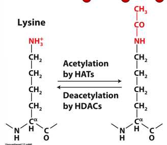 <p>Addition of <u>methyl</u> groups to histone tail → <span style="color: red;">silences</span> genes</p><p></p><p>Done by <span style="color: red;">Polycomb Complexes (PRC2, PRC1) </span></p><ul><li><p>remodel chromatin via <span style="color: green;">trimethylation of lysine 27</span> in histone 3 that recruits <mark data-color="yellow" style="background-color: yellow; color: inherit;">HDACS (Histone deacytlase) </mark></p></li></ul><p></p>