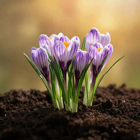 <p>Crocus sativus</p>
