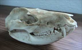<p>Feet: plantigrade, 5-5.</p><p>Teeth: <strong>5/4</strong>, 1/1, 3/3, <strong>4/4</strong>. No carnassial pair. </p><p>Pacer/waddler gait.</p>
