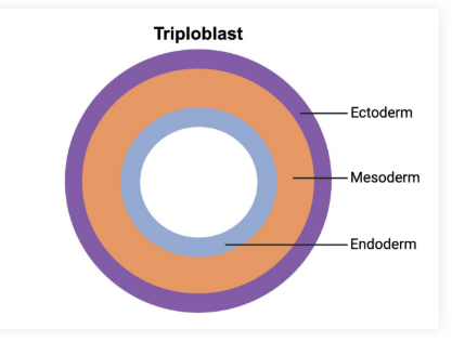 <p><strong>Triploblastic: </strong>(ectoderm, mesoderm, and endoderm)</p><p></p>