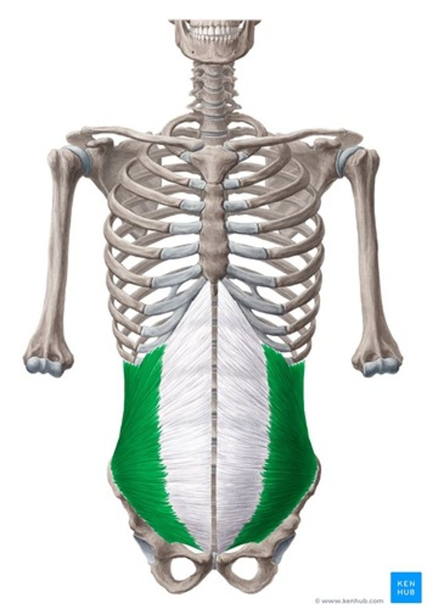 <p>Trunk rotation, flexion, and lateral flexion</p>