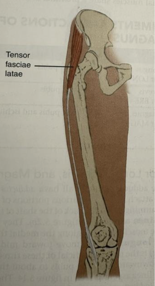 <p>Origin:</p><p>Insertion: Gerdy’s Tubercle</p><p>Action:</p><p>Innervation:</p>