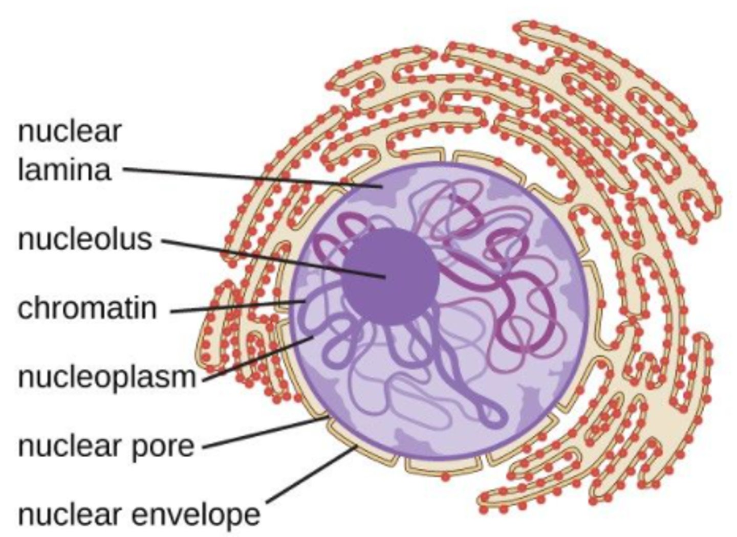 <p>nuclear pores</p>