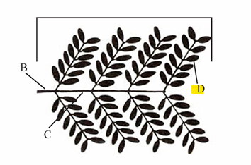 <p>An individual, leaf-like part of a compound leaf.</p>