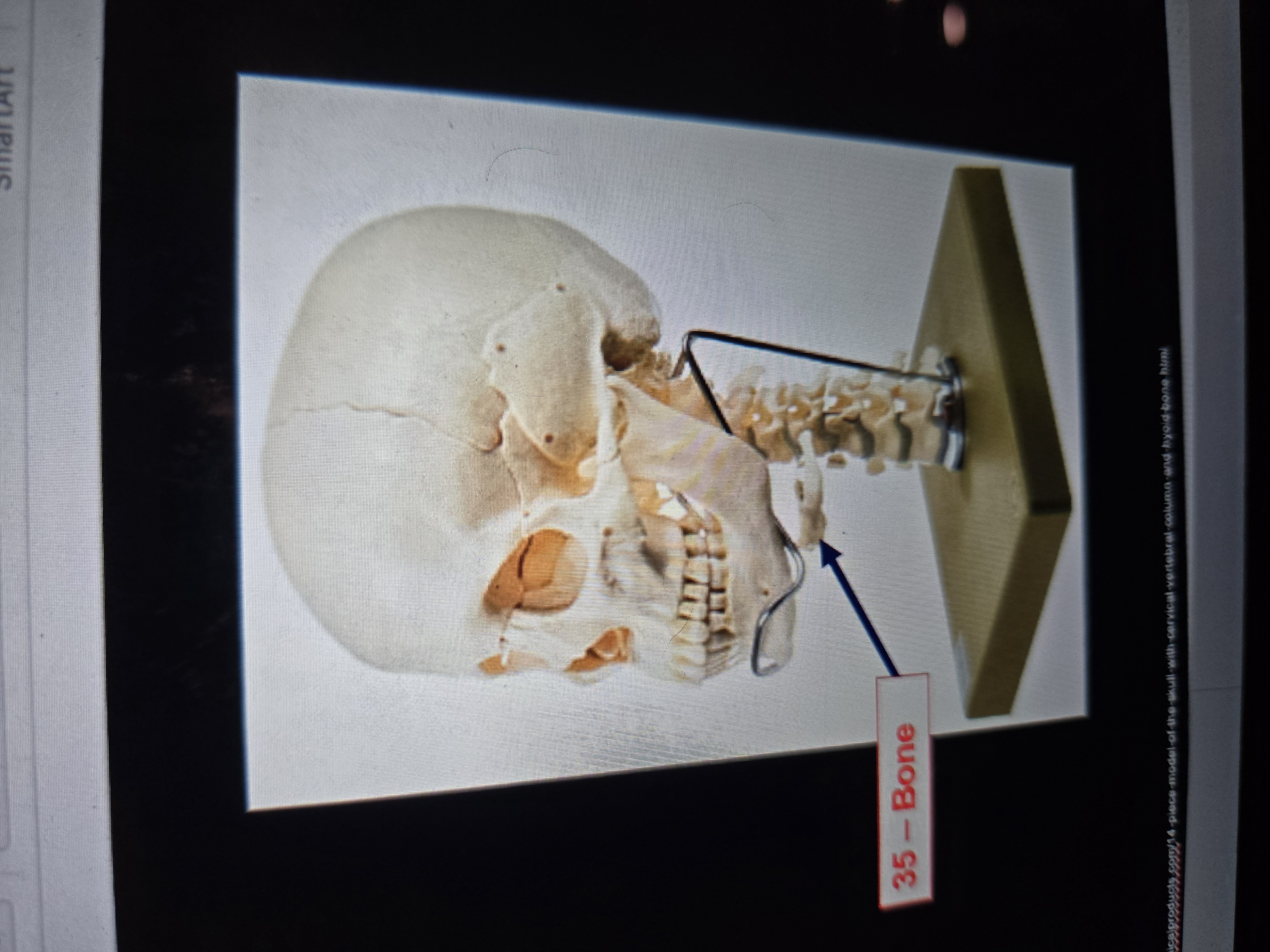 term image