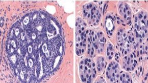 <p>Identify left vs right microscopic slide</p>