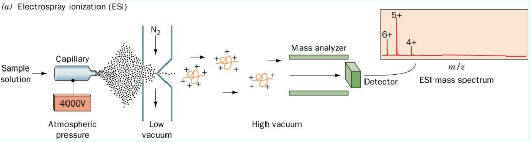<ul><li><p><strong>MALDI</strong></p><ul><li><p>Protein + <strong>matrix</strong> is <u>laser-ejected into gas phase</u>, usually +1 charge</p></li><li><p><strong>Time-of-flight (TOF)</strong> depends on mass and charge (m/z)</p></li></ul></li><li><p><strong>ESI</strong></p><ul><li><p>High-voltage spray makes <u>charged droplets</u></p></li><li><p><strong>Evaporation</strong> yields gas-phase protein ions</p></li></ul></li></ul><p></p>