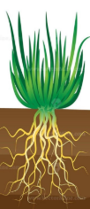 <p>fibrous</p><ul><li><p>hard to get out of the ground</p></li><li><p>lots of little fragile roots</p></li></ul><p></p>