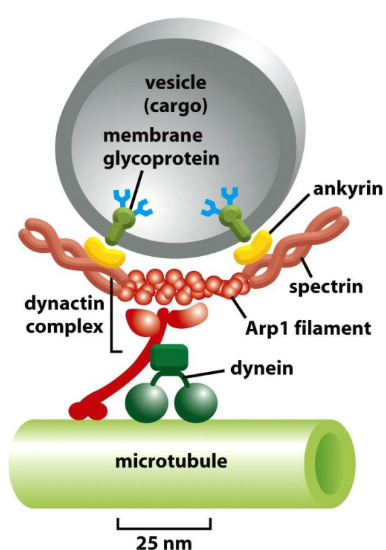 <p><strong>Actin Related Protein 1 (Arp1) filament</strong> of dynactin complex → interact w/ <u>Spectrin/Ankyrin membrane complexes</u> of vesicle cargo membrane</p>