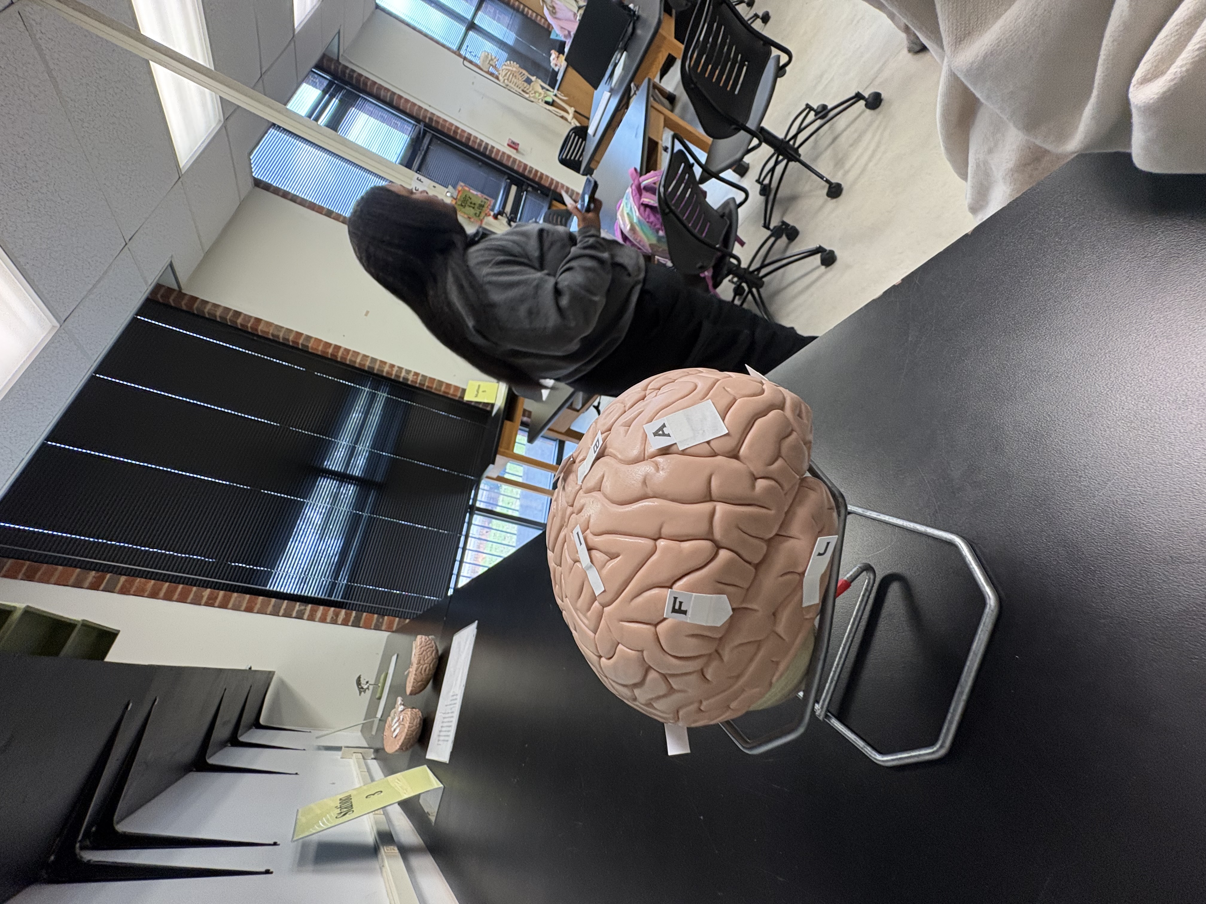 <p>I. idenitify this lobe</p>