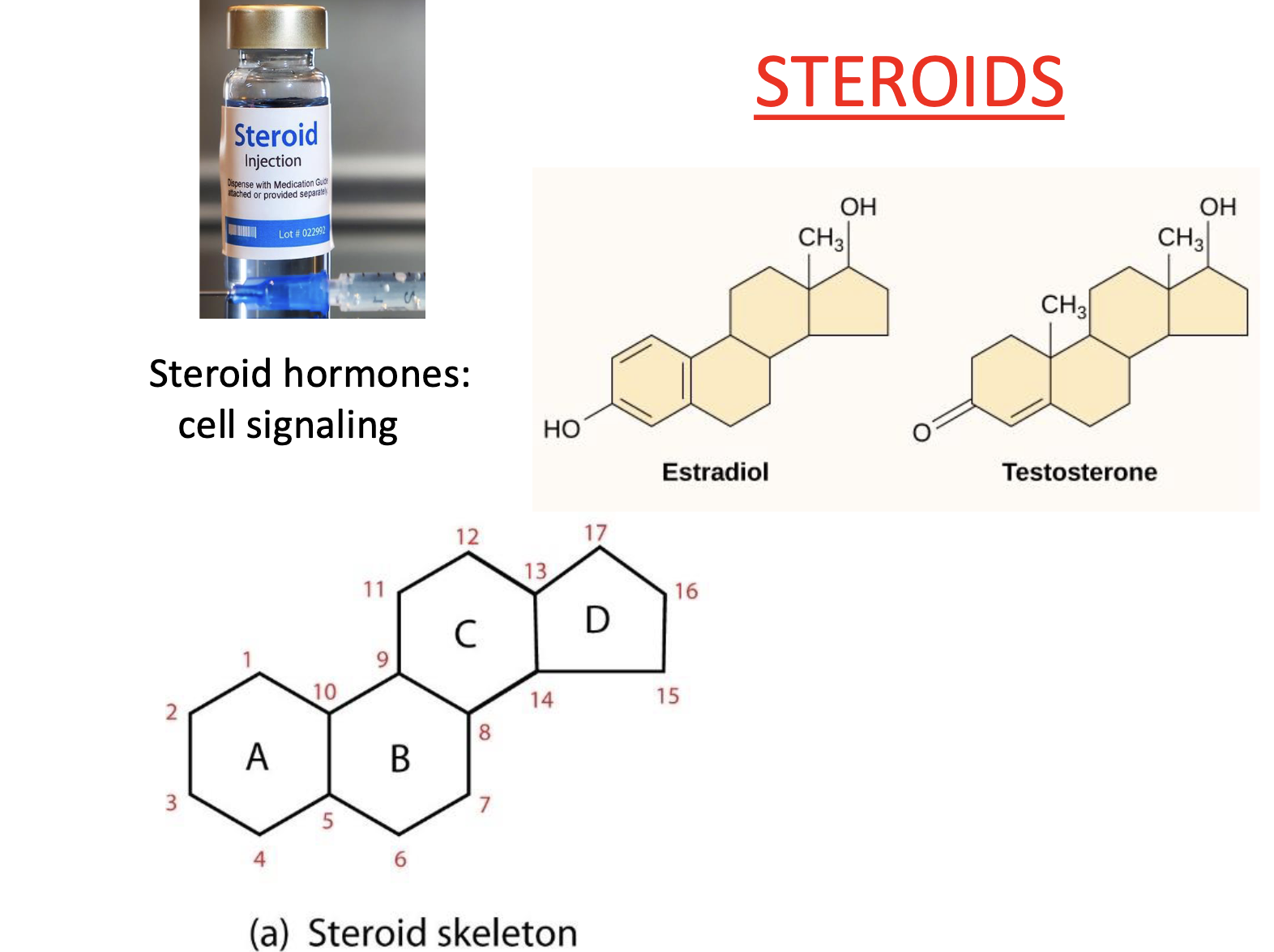 <ul><li><p>Lipids with 4 fused carbon rings</p></li><li><p>small modifications along backbone</p></li></ul><p></p>