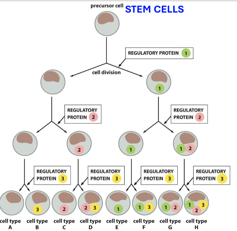 <p>during the first stages of development, few transcription <strong>regulatory proteins</strong> are used to control protein and gene expression for developing cells (cascading umbrella with increasing complexity)</p>