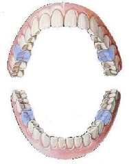 <p>first molars</p>