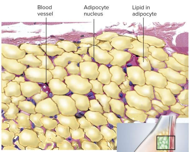 <p>Specialized for triglyceride storage and thermal insulation</p>