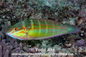 <p>Coris caudimacula</p>