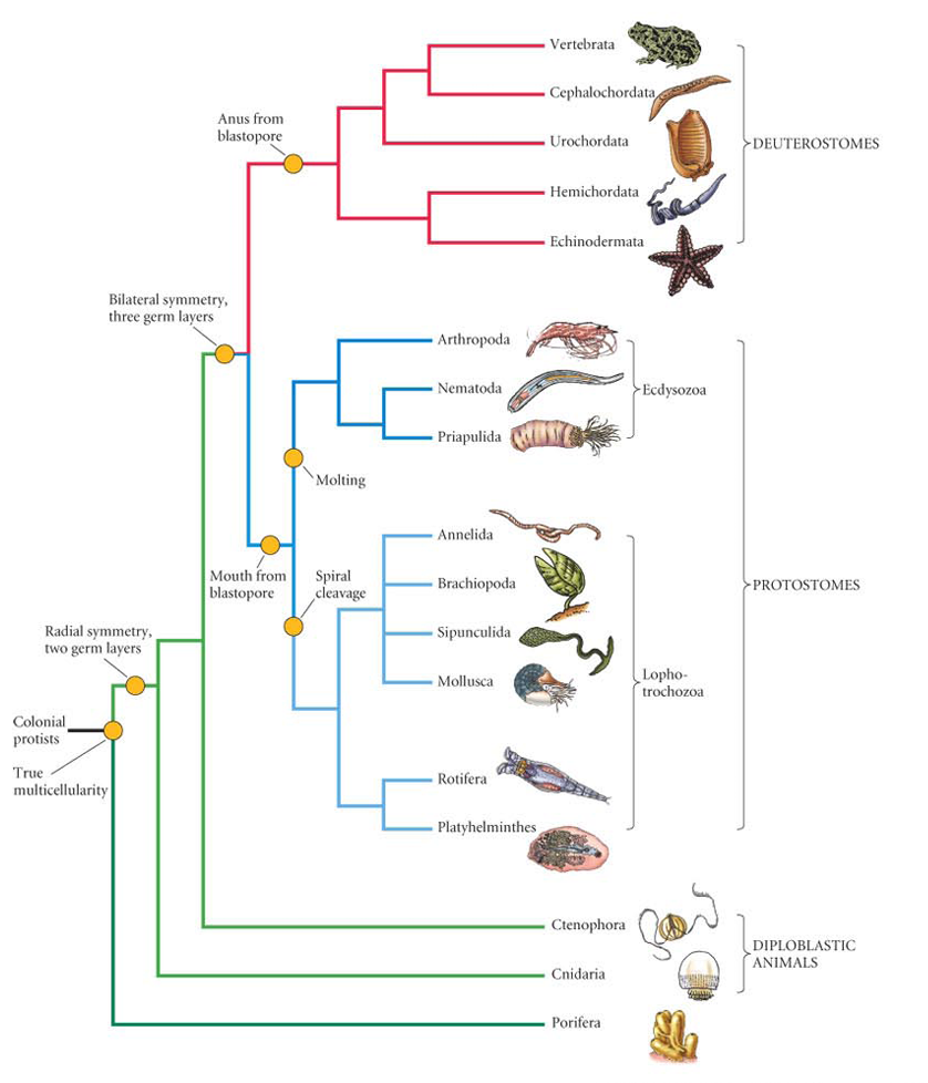 <p>describe deuterostomes</p>