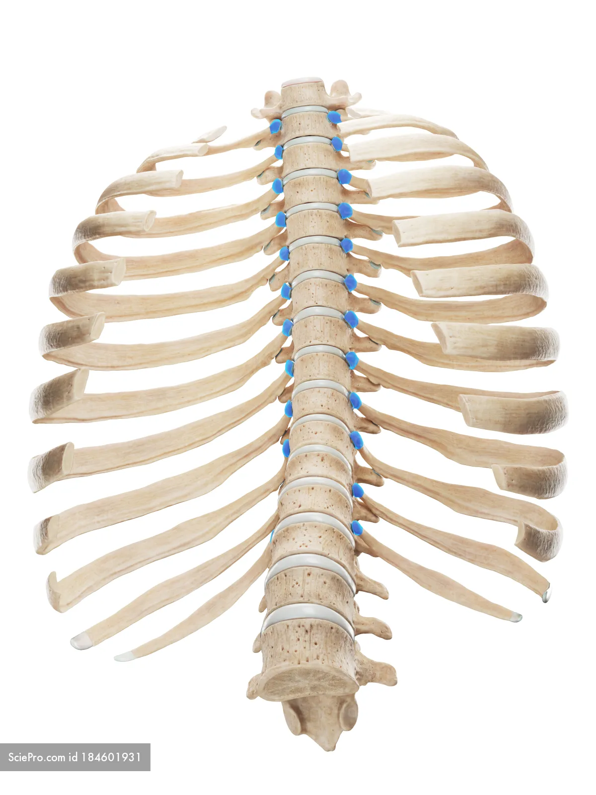 <p>articular facet on the head of each rib articulates medially with the rib facets of the tracic vertebra</p>