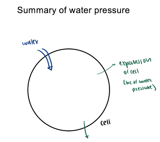 <p>= water enters → increased water pressure causes expansion of cell</p><ul><li><p>used by plants (venus fly trap &amp; squirting cucumber)</p></li></ul><p></p><p></p>