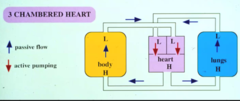 <p>3 chambers because they aren't as active and are ectotherms</p>