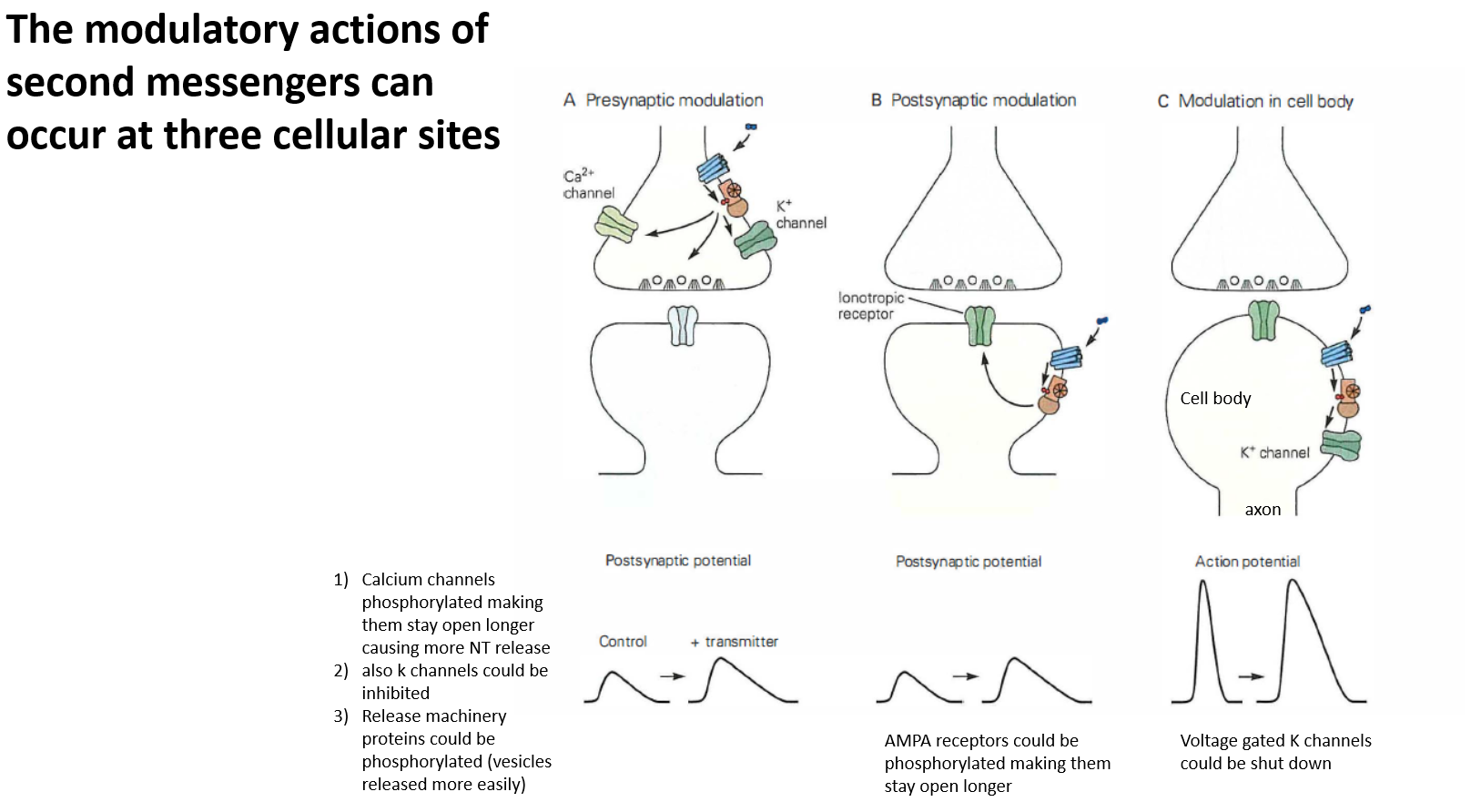 <p>One is presynaptic modulation, another is postsynaptic modulation, and third is modulation in the cell body</p><p></p><p>In presynaptic modulation you have activation of a presynaptic metabotropic receptor that can influence neurotransmitter release and activation of voltage gated calcium channels which leads to more neurotransmitter being released, increasing synaptic strength</p><p></p><p>Postsynaptic modulataion you can influence how loong AMPA receptors stay open </p><p></p><p>You can have metaabotropic signaling that occurs in the cell body of a neuron thata will cause the closing of potassium channels which iwll lead to a widening of the action potential</p>