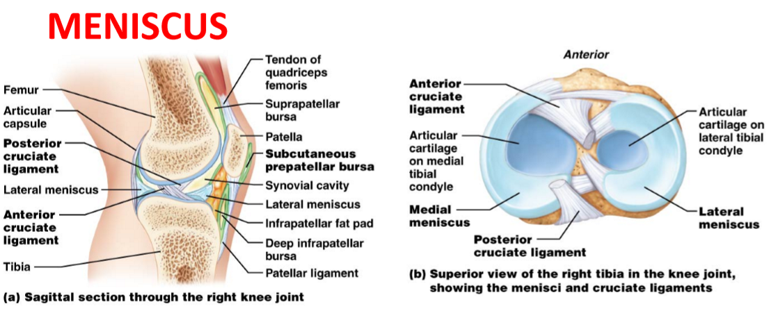<ul><li><p>Cresent-shaped pads of fibrocartilage which are found inside some synovial joints, extend inward from the articular capsule &amp; partially or completely divide it</p></li><li><p>Allow separate movements to occur simultaneously on each side of partition</p></li><li><p>Help absorb compression force</p></li><li><p>Help the fit between the articulating bones</p></li></ul><p></p>