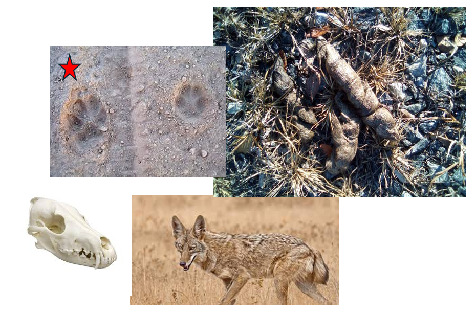 <p><span><span>Scat is mostly black hair with bones, tips tapered into long tails. Claws are present in tracks, front foot larger than back</span></span></p>