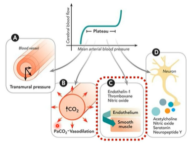 <p>The vascular <strong>endothelium </strong>releases<span style="color: purple;"> vasoactive mediators t</span>hat act on s<span style="color: purple;">mooth muscle</span> to adjust <span style="color: purple;">vessel diameter. </span>Important factors include <strong>n</strong><span style="color: purple;"><strong>itric oxide </strong>(<strong>vasodilator</strong>), endothelin-1, and <strong>thromboxane </strong>(vasoconstrictors)</span>, which help fine-tune cerebral <span style="color: purple;">vascular resistance</span></p>