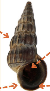 <p><strong>FILO<br>CLASE</strong><br><strong>SUBCLASE</strong><br><strong>ORDEN</strong><br><strong>FAMILIA<br>CARACTERÍSTICAS</strong><br><strong>RÁDULA<br>ALIMENTACIÓN <br>HÁBITAT</strong></p>