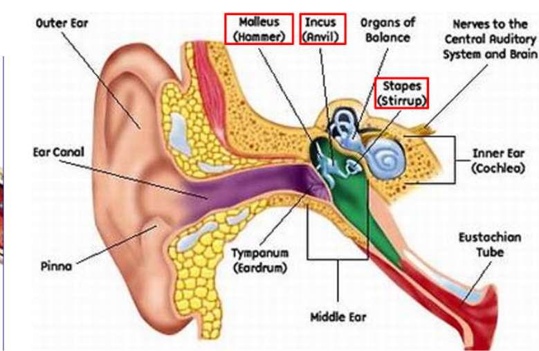 <p>Bones. Part of the <span style="background-color: transparent;">middle ear (tympanic cavity). Includes the malleous (attached to tympanic membrane), incus (middle bone), and stapes (next to inner ear). </span></p>
