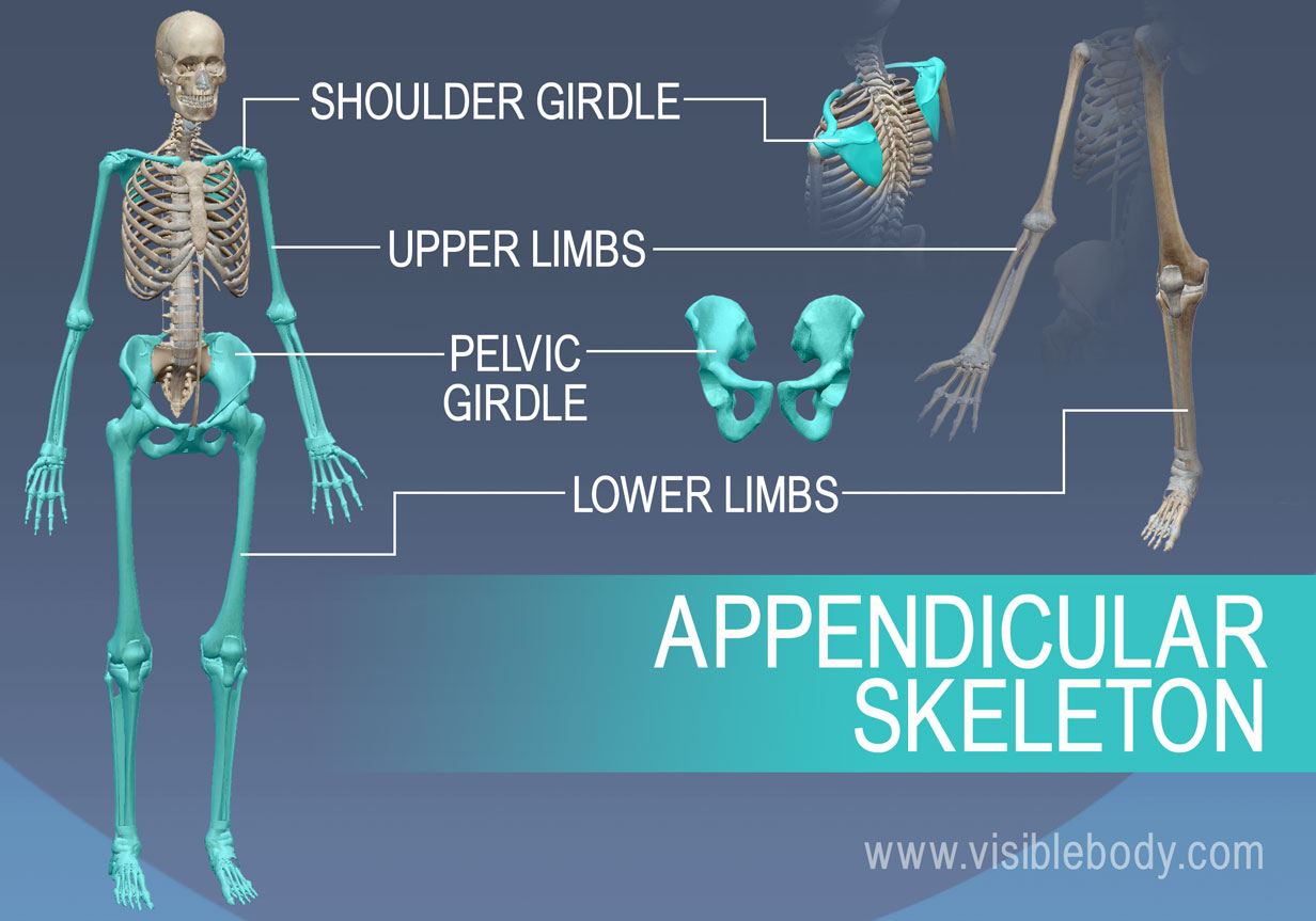 <p>Pertaining to the upper or lower limbs</p>
