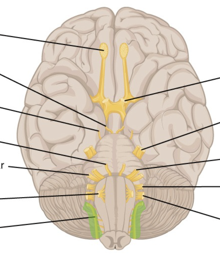 <p>CN 11</p><p>inferior to 9 &amp; 10</p>