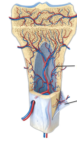 <p>label bottom arrow (covers outer bone surface)</p>