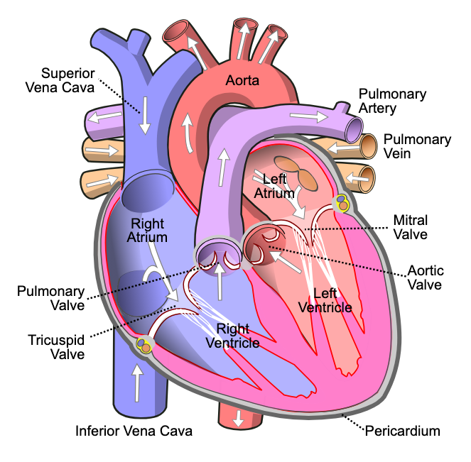 <p>Pumping chamber, thicker walls, receives deoxygenated blood from the right atrium and opens to pulmonary trunk.</p><p>○ Features trabeculae carnae.</p>