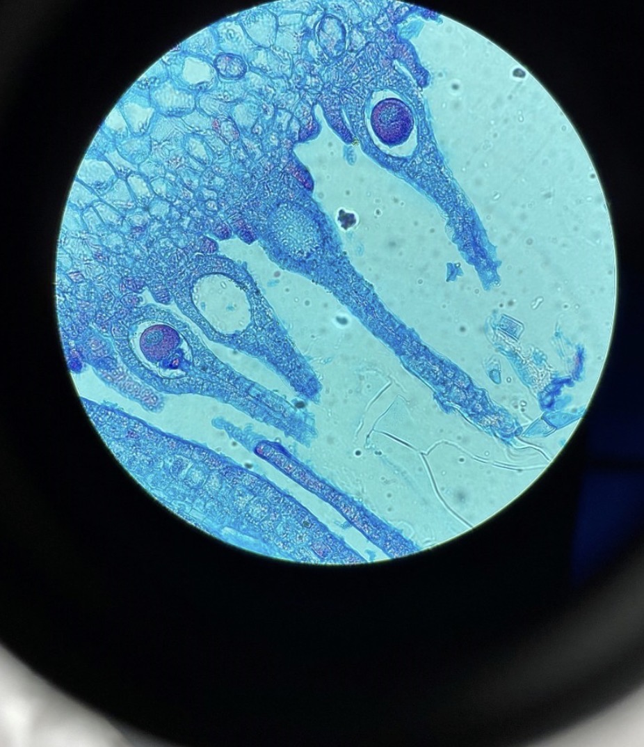 term image