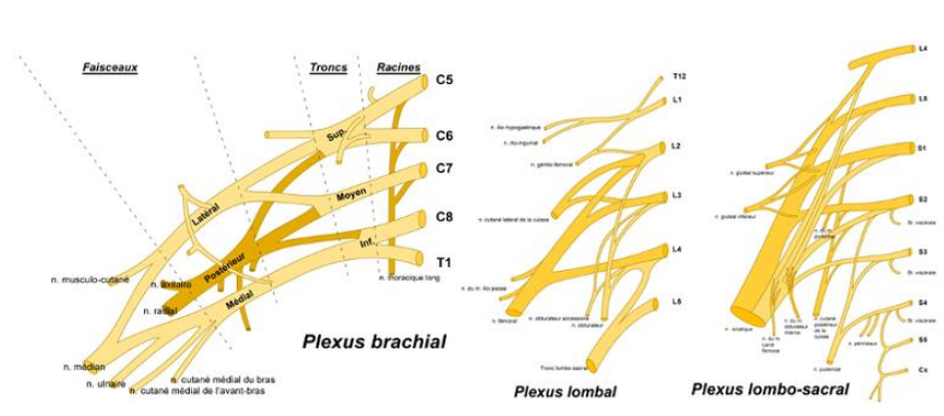 <p>Issues des redistributions et une recombinaisons des fibres nerveuses des nerfs rachidiens.</p><p>Plexus cervical (issu des nerfs rachidiens cervicaux et des 1iers nerfs thoraciques). </p><p>Plexus brachial (issu des derniers nerfs cervicaux, des 1ers thoraciques). </p><p>Plexus lombaire et sacré (issu des derniers thoraciques, lombaires et sacrés).</p><p>Exemples (brachiaux) : </p><ul><li><p>Nerf axillaire </p></li><li><p>Nerf musculocutané </p></li><li><p>Nerf médian </p></li><li><p>Nerf radial </p></li><li><p>Nerf ulnaire </p></li><li><p>+ nerfs cutanés (ex. le nerf cutané latéral de l’avant-bras).</p></li></ul><p>Exemples (lombo-sacrés): </p><ul><li><p>Nerf fémoral </p></li><li><p>Nerf obturateur </p></li><li><p>Nerf sciatique puis nerf tibial et le nerf fibulaire commun </p></li><li><p>Nerfs glutéaux supérieur et inférieur </p></li><li><p>Nerf pudendal </p></li><li><p>+ nerfs cutanés </p></li><li><p>(…)</p></li></ul><p></p>