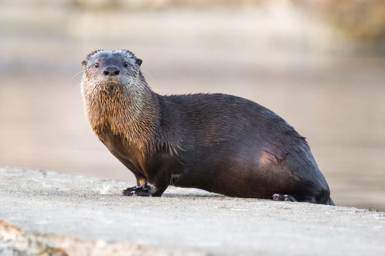 <p>Common Name: Northern river otter</p><p>**Skin in lab</p>